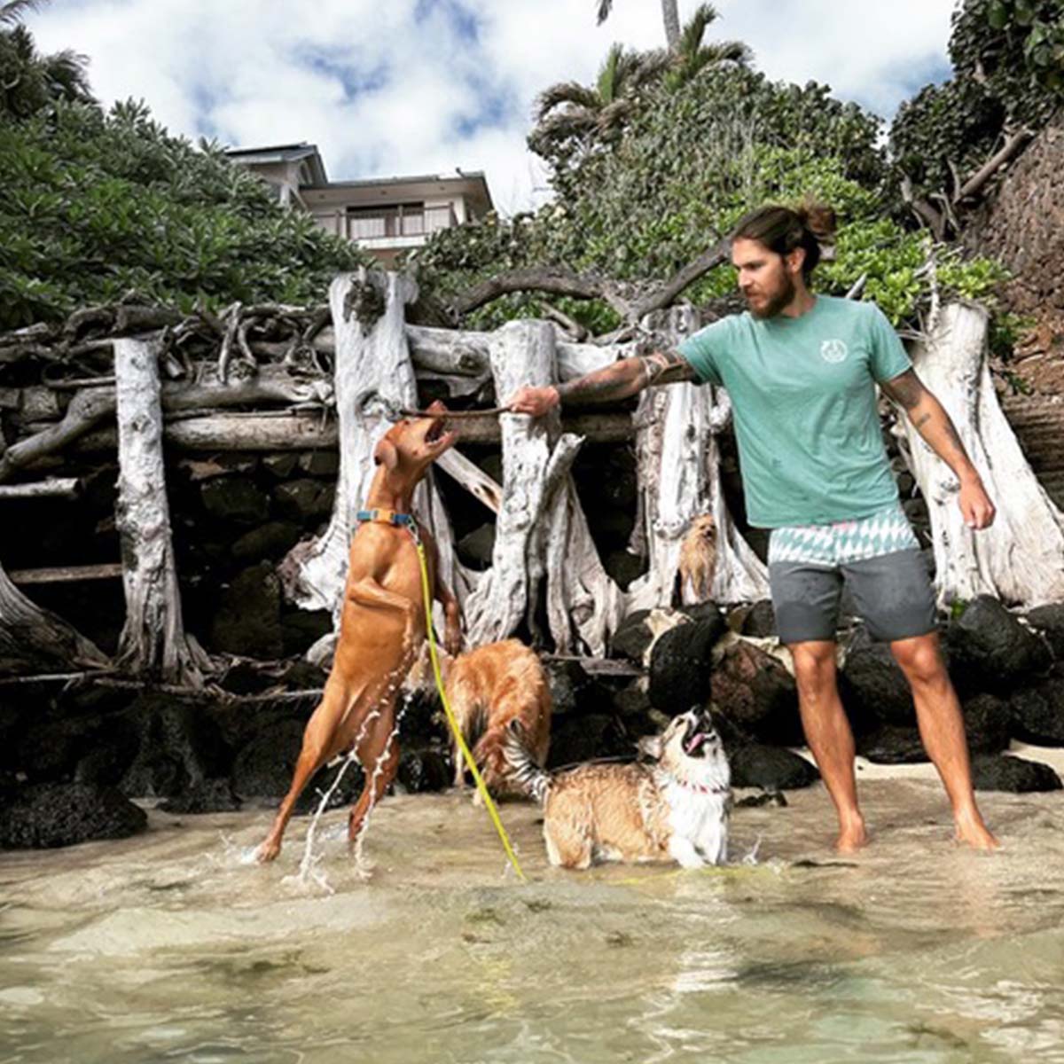 image of dogwalker employee doing pack daycare for dogs.