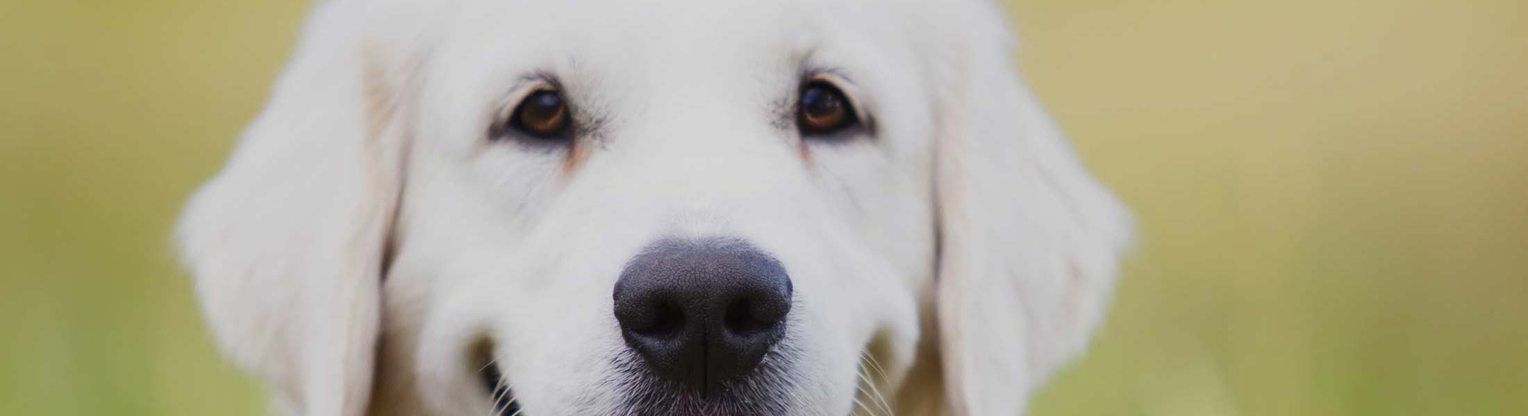 image of cute labrador retriever.