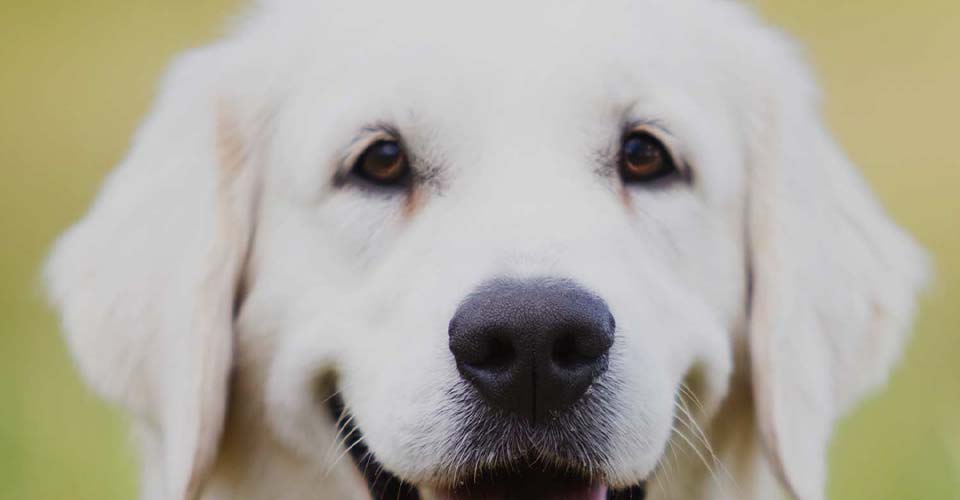 image of cute Labrador Retriever.