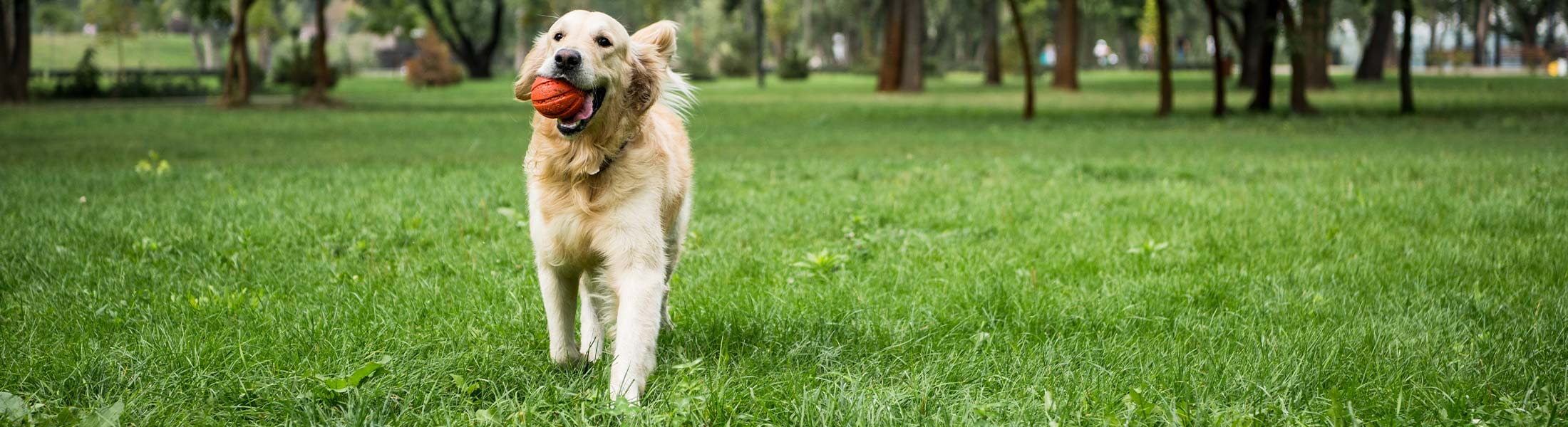 image of female from Dogwalker Etc. caring for a cat in client's home.