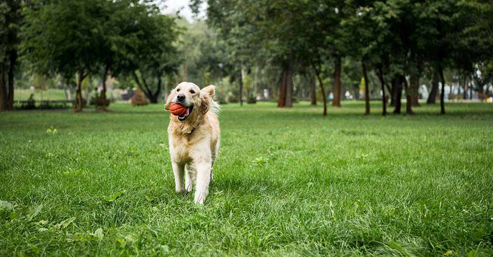 What's The Slime Inside My Dog's Water Bowl? - Proud Dog Mom