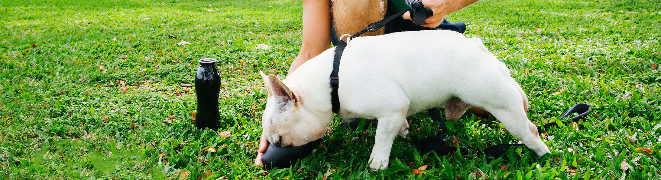 image of employee from dog walker giving a dog water