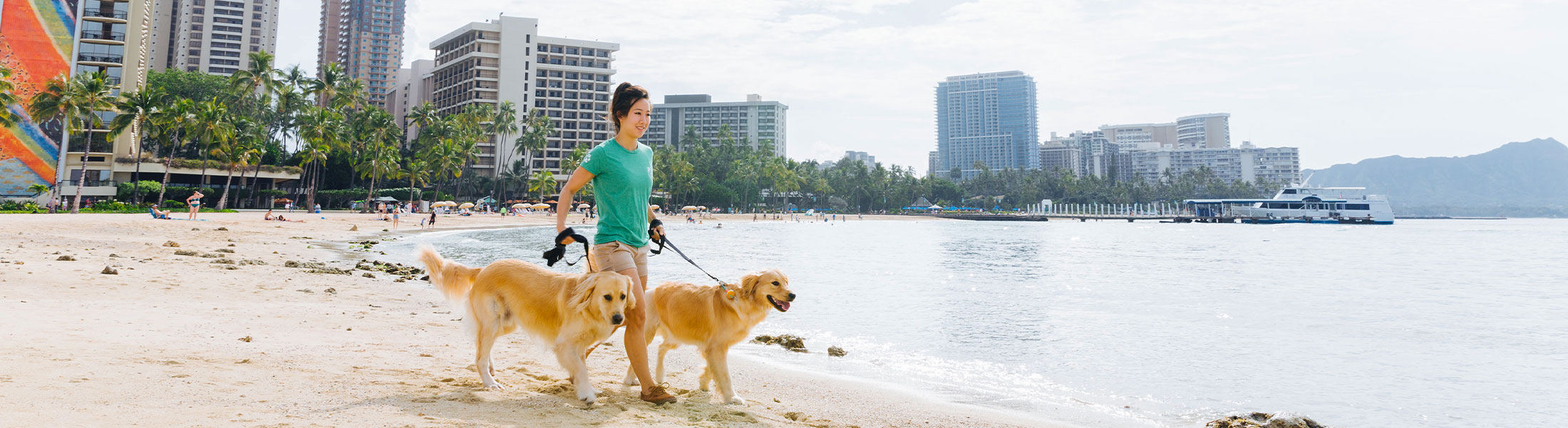 image of female dog walker walking 2 golden retrievers on the beach