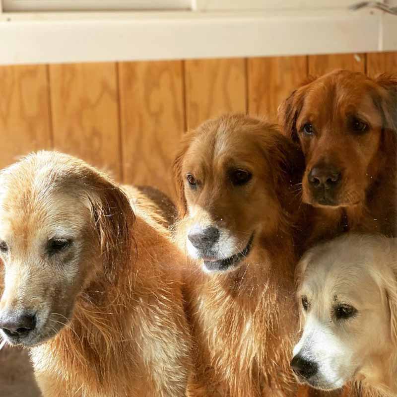 image of dogs looking out the window
