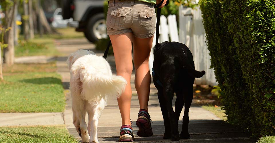 image of woman from dogwalker etc. walking 2 dogs